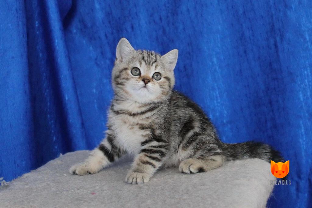 Colin Farrell MeowClub *BY